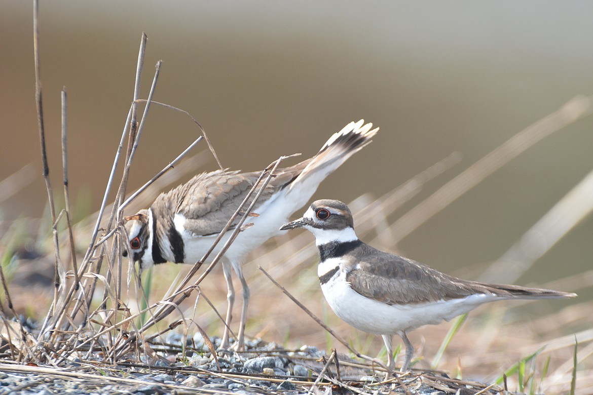 killdeer-a-noisy-bird-that-calls-its-name-bonners-ferry-herald